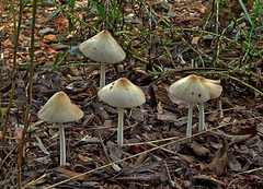 Mushroom colony