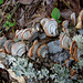 Fungus on dead oak branch