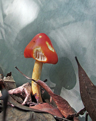 A Munchy Mushroom