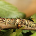 Green-brindled Crescent Caterpillar