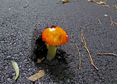 Mushroom Popping Through Asphalt