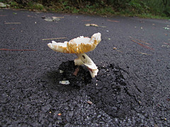 Mushroom Popping Through Asphalt