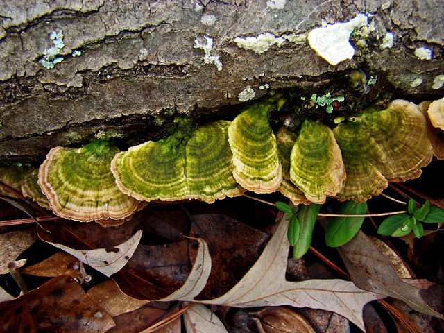Bracket Fungus with Algae