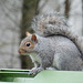 Grey Squirrel Looking for Food #2