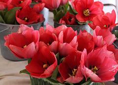 Tulips, Farmers Market 2012