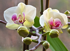 Orchidee (3)