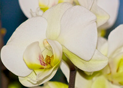 Orchidee (1)