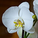 Orchidee (2)