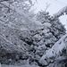 gbww - Jan 2013 snowy trees