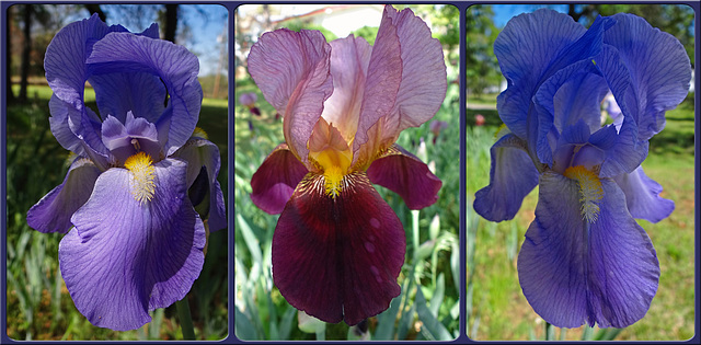 Blue Iris Collage