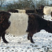 Belted Galloway heifer