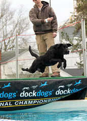 Dock dog 1