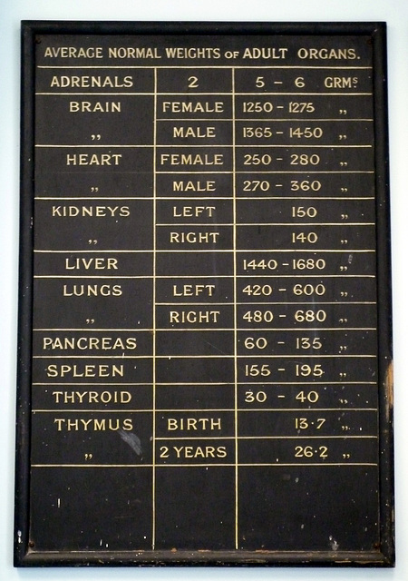 Average Normal Weights of Adult Organs