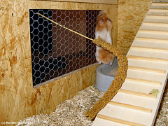 Goldhamster Miles