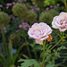 Blue rose, Sarah P. Duke Gardens