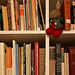 Bookcase with rabbit