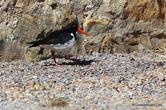Oystercatcher and the three eggs in its nest