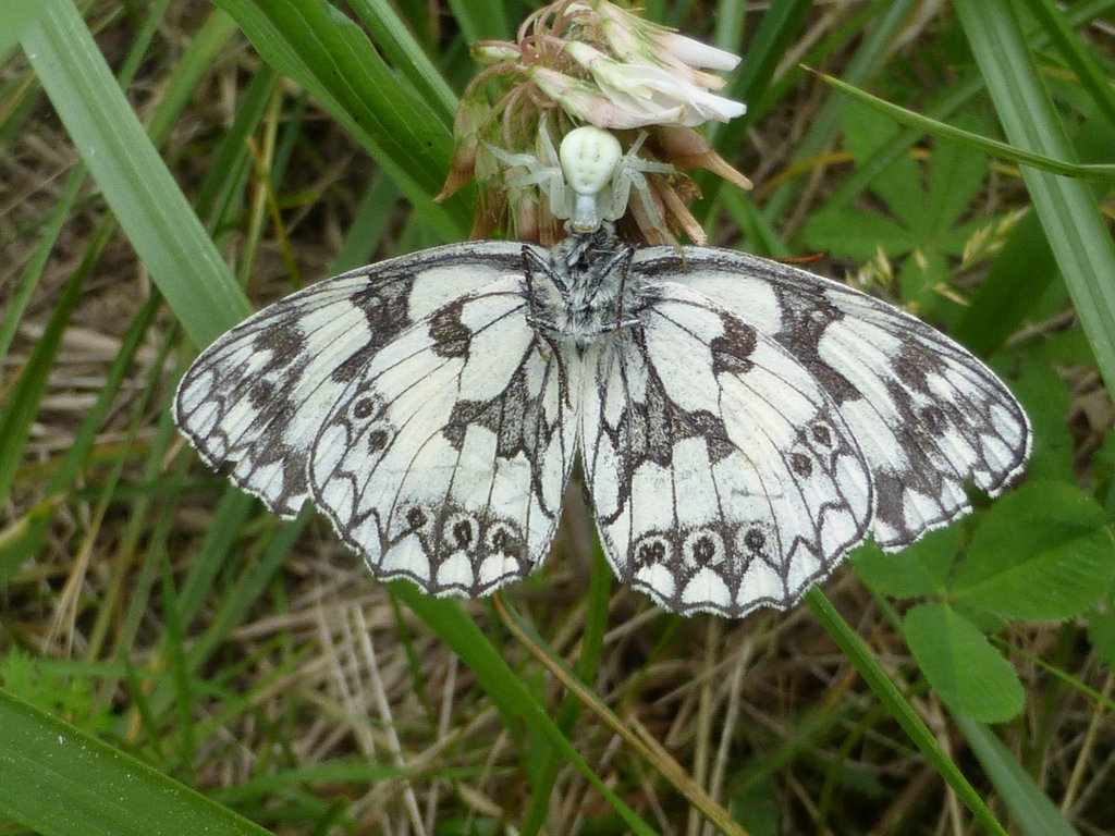 Marbled White caught by a crab spider