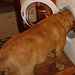HHD - washing dog