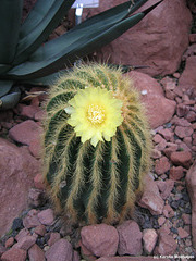 Blühender Kaktus (Wilhelma)