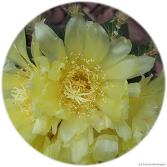 Kaktusblüte (Wilhelma)
