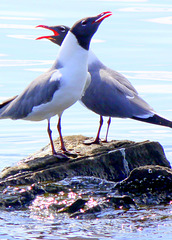 Pair of gulls