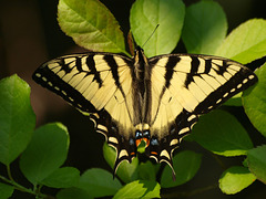 swallowtail among the greens