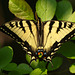 swallowtail among the greens