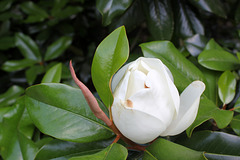 Magnolia blossom