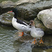 Scaly-sided Merganser (Male and Female)
