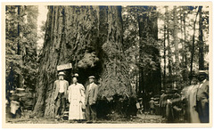 Giant Redwood Tree, Santa Cruz County, California