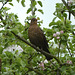 Stratford-upon-Avon 2013 – Common Blackbird
