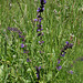 Salvia pratensis - Sauge des Prés (2)
