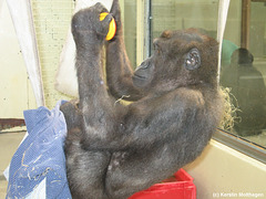 Gorillajunge N'Dowe (Wilhelma)