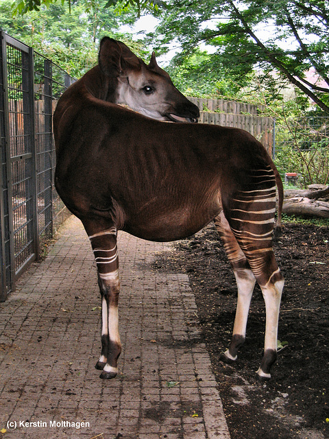 Okapi Vitu