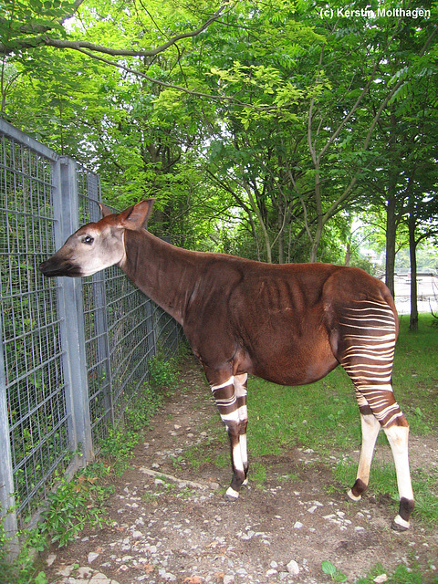 Okapi Kabinda