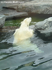 Eisbär (Wilhelma)