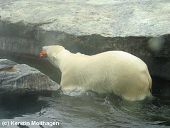 Eisbärenfütterung (Wilhelma)