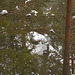 Der Karpatenwald im Winter