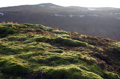 mountain moss
