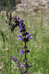 Salvia pratensis - Sauge des Prés (3)