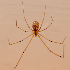 Gorgeous Daddy Long Leg Spider