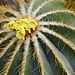 Golden Barrel Cactus – Phipps Conservatory, Pittsburgh, Pennsylvania