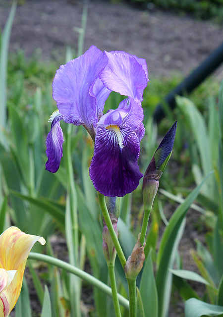Iris germanica-001
