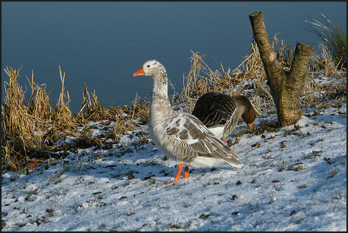 greylag geese in winter