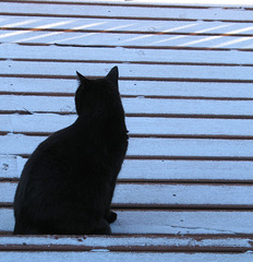 Cat on Deck