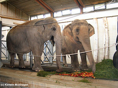 Asiatische Elefanten (Zoo Karlsruhe)