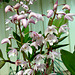 spring orchids