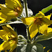 Lysimachia punctata  Yellow Loosestrife-DSC 7230