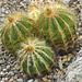 Golden Barrel Cacti – Phipps Conservatory, Pittsburgh, Pennsylvania